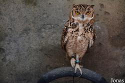Emirates Park Zoo and Resort