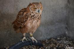 Emirates Park Zoo and Resort