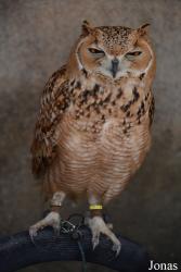 Emirates Park Zoo and Resort