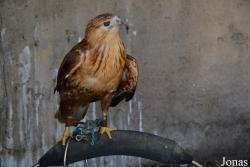 Emirates Park Zoo and Resort