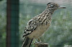 Vogelpark Walsrode