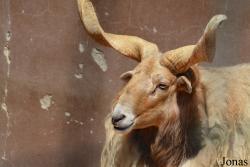 Mouton Racka