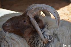 Emirates Park Zoo and Resort