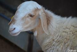 Mouton Bannur