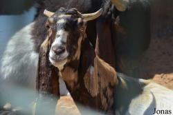 Emirates Park Zoo and Resort