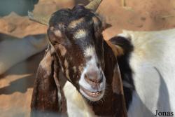 Emirates Park Zoo and Resort