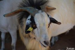 Emirates Park Zoo and Resort