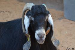 Chèvre Aradi