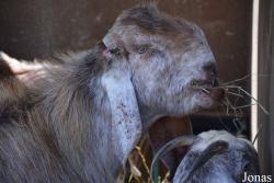 Emirates Park Zoo and Resort
