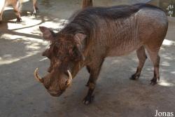 Emirates Park Zoo and Resort