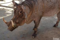 Phacochoerus africanus aeliani
