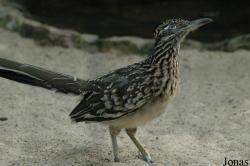 Vogelpark Walsrode
