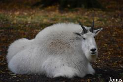 Tierpark Oberwald