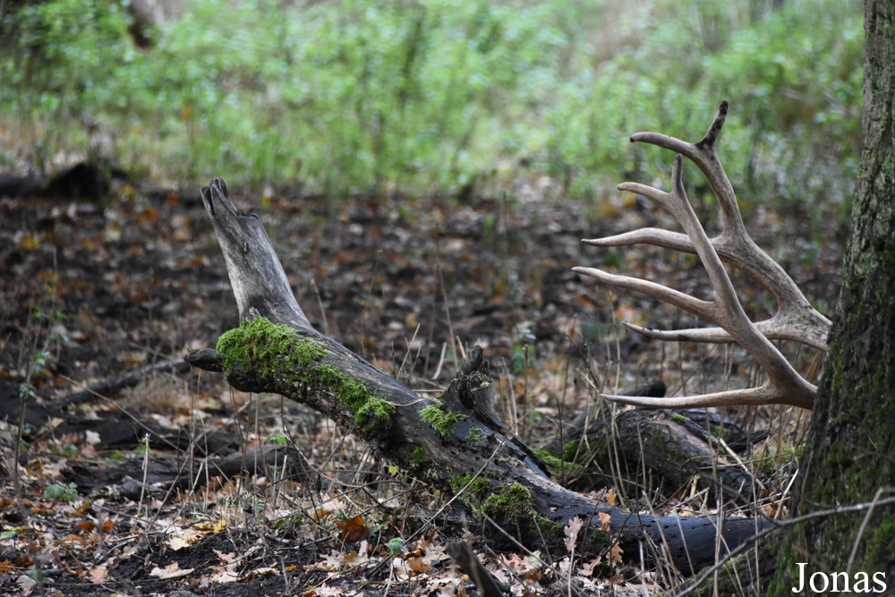 Tierpark Oberwald