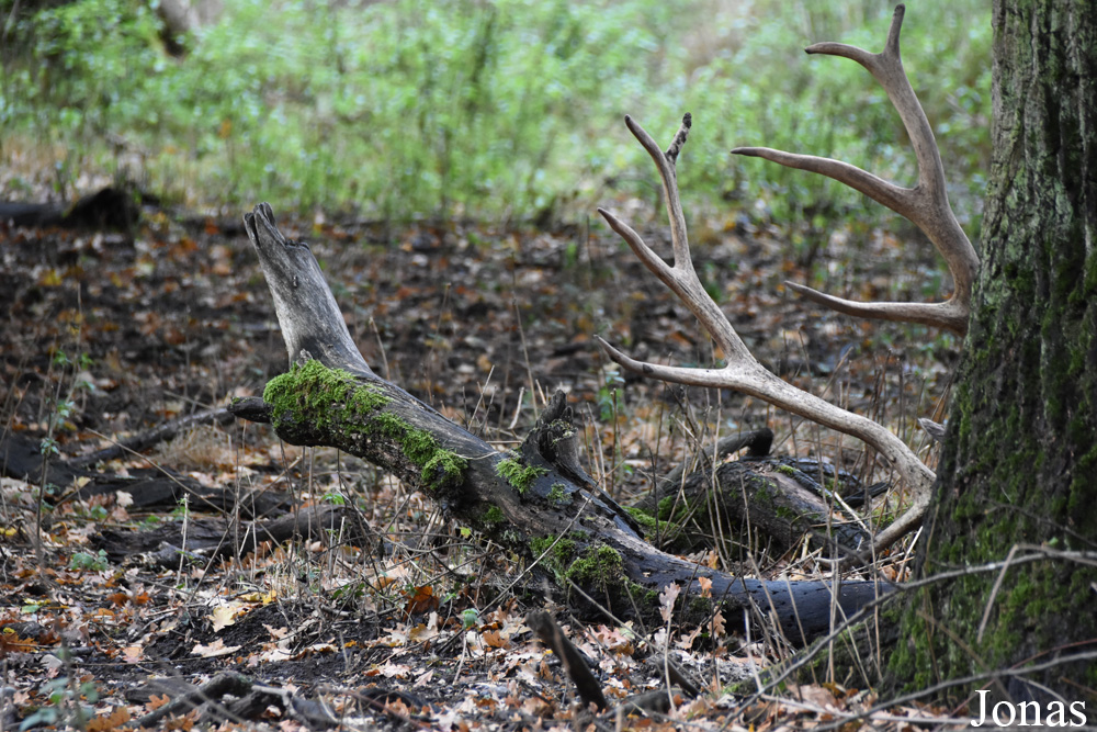 Tierpark Oberwald
