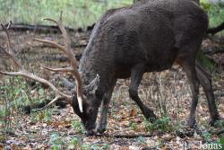 Tierpark Oberwald