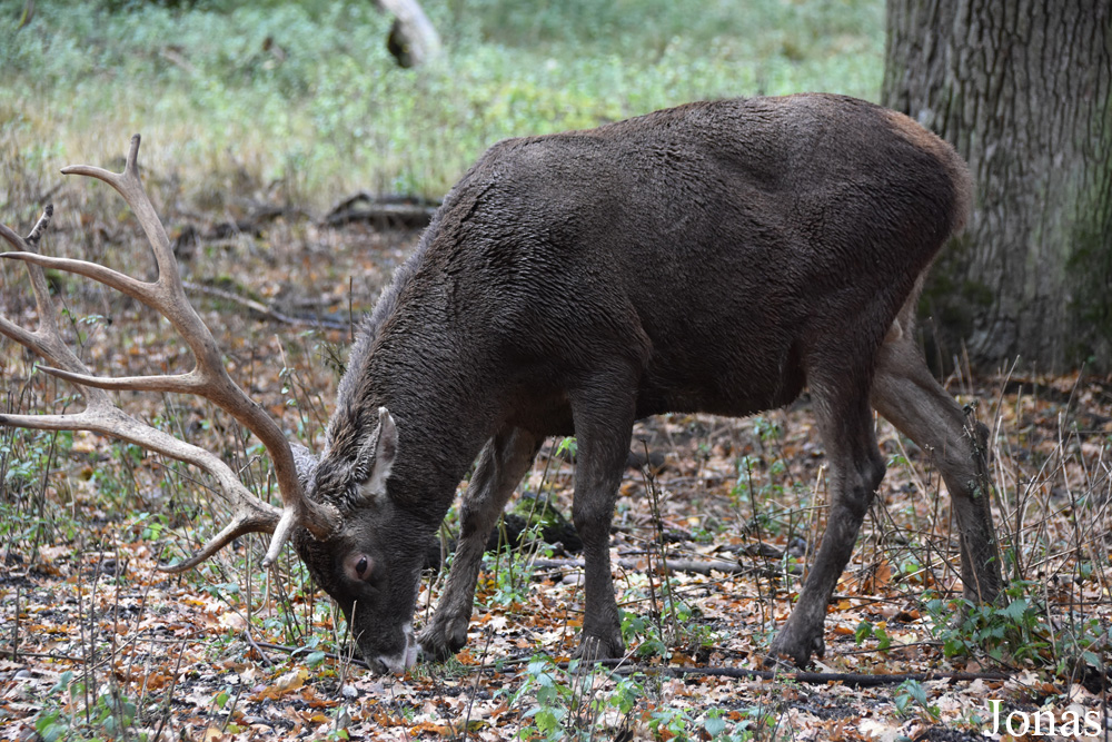 Tierpark Oberwald