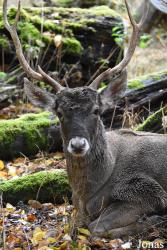 Tierpark Oberwald