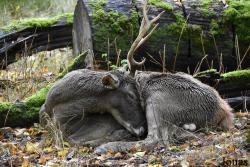 Tierpark Oberwald
