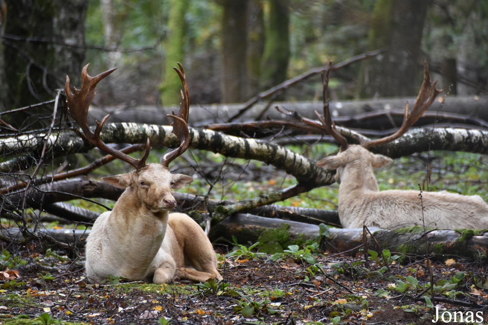 Parc Animalier de Charleville-Mézières