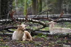 Parc Animalier de Charleville-Mézières