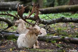 Parc Animalier de Charleville-Mézières