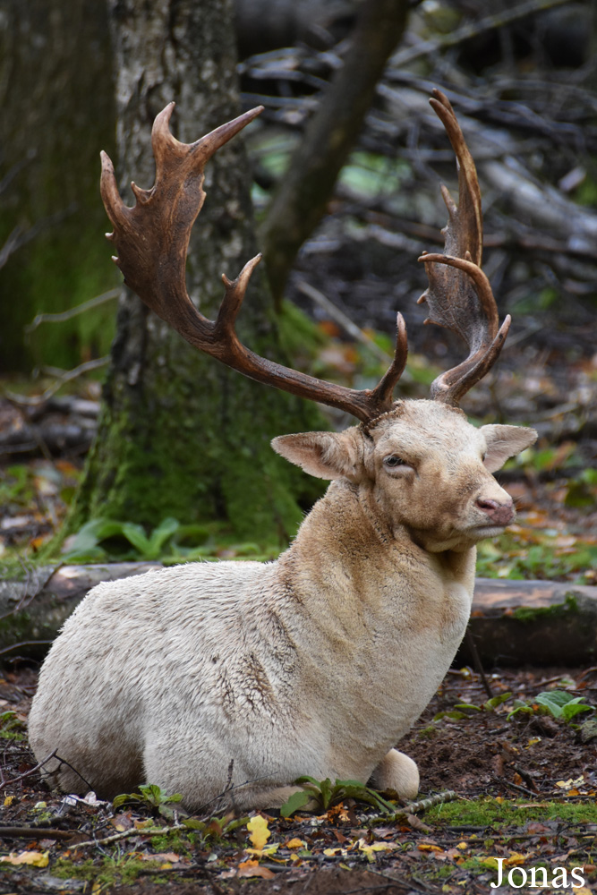 Parc Animalier de Charleville-Mézières