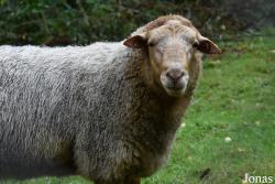 Parc Animalier de Charleville-Mézières