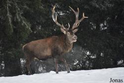 Wildgehege Sankenbach