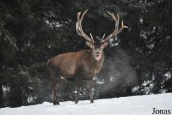 Wildgehege Sankenbach