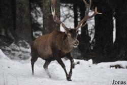 Wildgehege Sankenbach