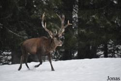 Wildgehege Sankenbach