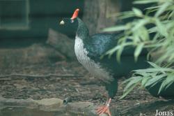 Vogelpark Walsrode