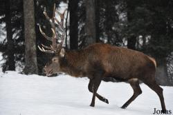 Wildgehege Sankenbach