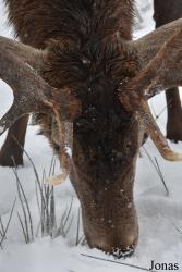 Wildgehege Sankenbach