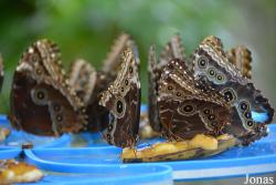 Dubai Butterfly Garden
