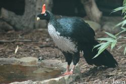 Vogelpark Walsrode