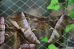 Dubai Butterfly Garden