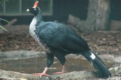 Vogelpark Walsrode