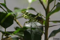 Hymenopodidae