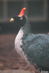 Vogelpark Walsrode