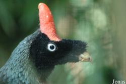 Vogelpark Walsrode