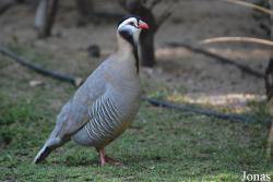 Wasit Wetland Centre