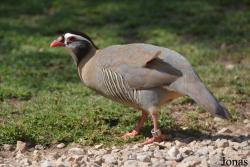 Wasit Wetland Centre