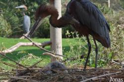 Wasit Wetland Centre