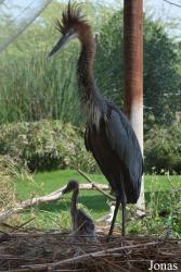 Wasit Wetland Centre