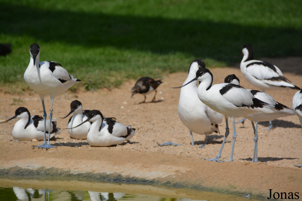 Wasit Wetland Centre