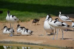 Wasit Wetland Centre