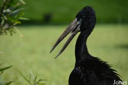 Wasit Wetland Centre