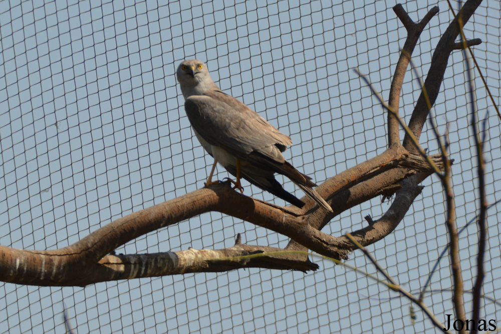 Wasit Wetland Centre